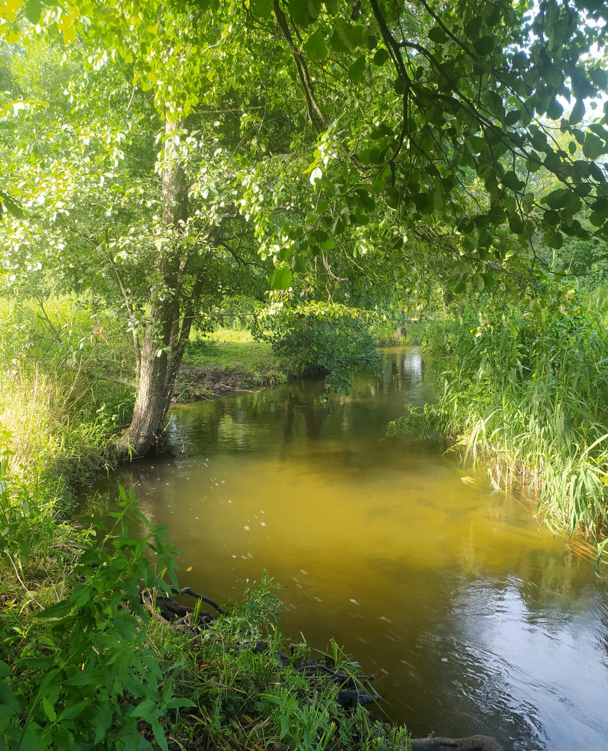 Przepławka dla ryb Projekt Budowlany